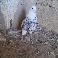 طوقی زرین رامشیر