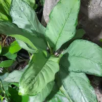 انواع گلهای تازه|گل و گیاه طبیعی|آستارا, |دیوار