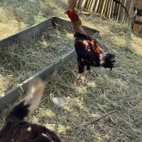 مرغ فروشی فوری|حیوانات مزرعه|رودان, |دیوار