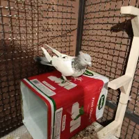 کفتر بزک سینه سوسنی جفتی|پرنده|شیراز, شیخ علی چوپان|دیوار