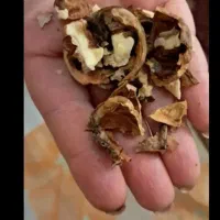 گردو کاغذی شهمیرزاد