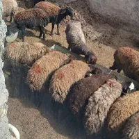 میش افشار ابستن