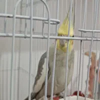 عروس هلندی|پرنده|دهلران, |دیوار