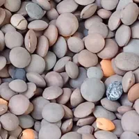 عدس کانادایی کیلویی ۹۰