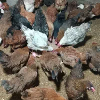 فروش مرغ محلی تخم گذار