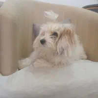 سگ نر|سگ|تربت جام, شهید مدرس|دیوار