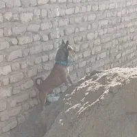 شیواوا نر|سگ|بم, |دیوار