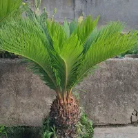 فروش فوری گل سیکاس
