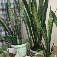 گل با گلدون دونه ای ۳۰۰|گل و گیاه طبیعی|تولم شهر, |دیوار