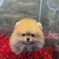 توله سگ پامر پامرانین خرسی عروسکی فنجونی ۷۳ روز