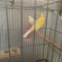 ماده قناری|پرنده|یزد, |دیوار