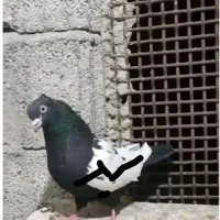 کبوتر سینه ای