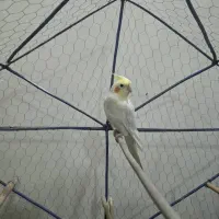 عروس هلندی لوتینیو|پرنده|خرمشهر, |دیوار