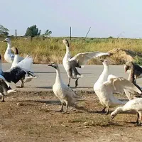غاز|حیوانات مزرعه|گنبد کاووس, |دیوار