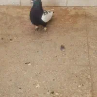 کفتر سینه|پرنده|شیراز, تندگویان|دیوار