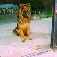 واگذاری ژرمن باهوش