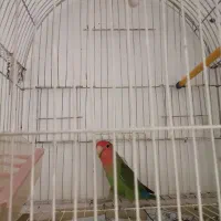 طوطی برزیلی|پرنده|ایلام, |دیوار