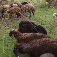 بره پرواری افشار ۳۰ کیلو