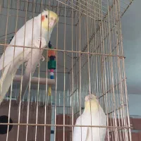 عروس هلندی لوتینو