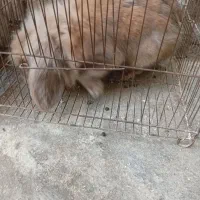 خرگوش لوپ8ماهه|موش و خرگوش|القجر, |دیوار