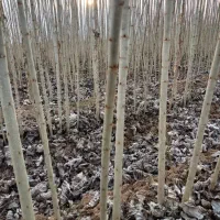 نهال صنوبر|گل و گیاه طبیعی|شیراز, شهرک آرین|دیوار