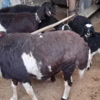 شیشک قوچ پلنگی اصیل اصیل