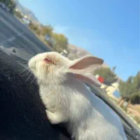 خرگوش چشم شرابی|موش و خرگوش|محلات, |دیوار