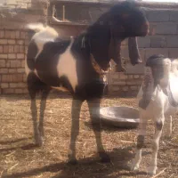 نر بز پاکستانی|حیوانات مزرعه|بردسکن, |دیوار