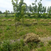فروش یونجه چین اول
