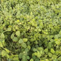 کاه ماش درجه یک
