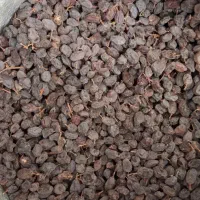 کشمش افتابی درجه یک درشت