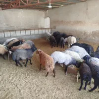 فروش ویژه بره نر|حیوانات مزرعه|پیشوا, |دیوار