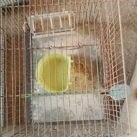 قفسە پرندە سهرە و قناری