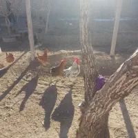 فروش ۱۰۰ عدد مرغ تخم گذار بومی  جزئی و کلی