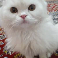 گربه پرشین ماده اماده جفتگیری|گربه|ارومیه, |دیوار