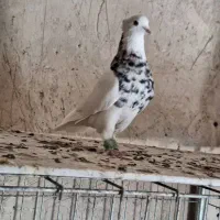 پرنده|پرنده|الوند, |دیوار