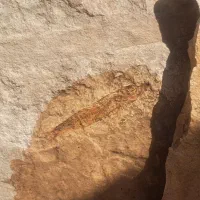 فسیل ماهی