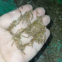 میلورم زنده (سایز ریز و متوسط)