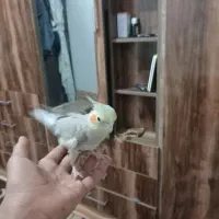 عروس هلندی کفتر|پرنده|تربت جام, شهرک معلم|دیوار