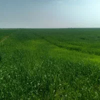 زمین-فروشی