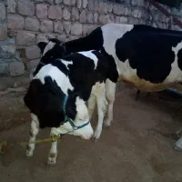 گاو گوساله ماده و گوساله ماده سیمنتال