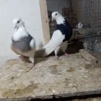 کفتر. کبوتر. طوقی