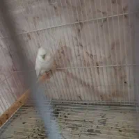 مرغ عشق انگلیسی ماده کارداده گرید بالا