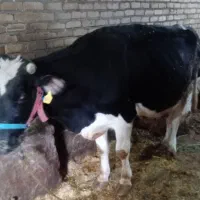 گاو هلشتاین باگوسالع نر