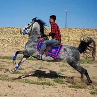 تعدادی اسب بی نظیر