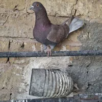 کفترماده سرخ