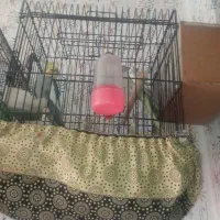 طوطی هلندی|پرنده|محمدیه-قزوین, |دیوار