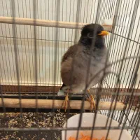 مرغ مینا سخن‌گو دستی