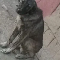 واگذاری