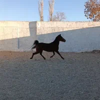 یک راس مادیان کردبهمراه ۲ راس کره  مدرک دار